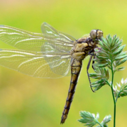 A Dragonfly by Any Other Name