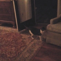 Elvis Is in the House