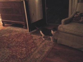 Elvis Is in the House